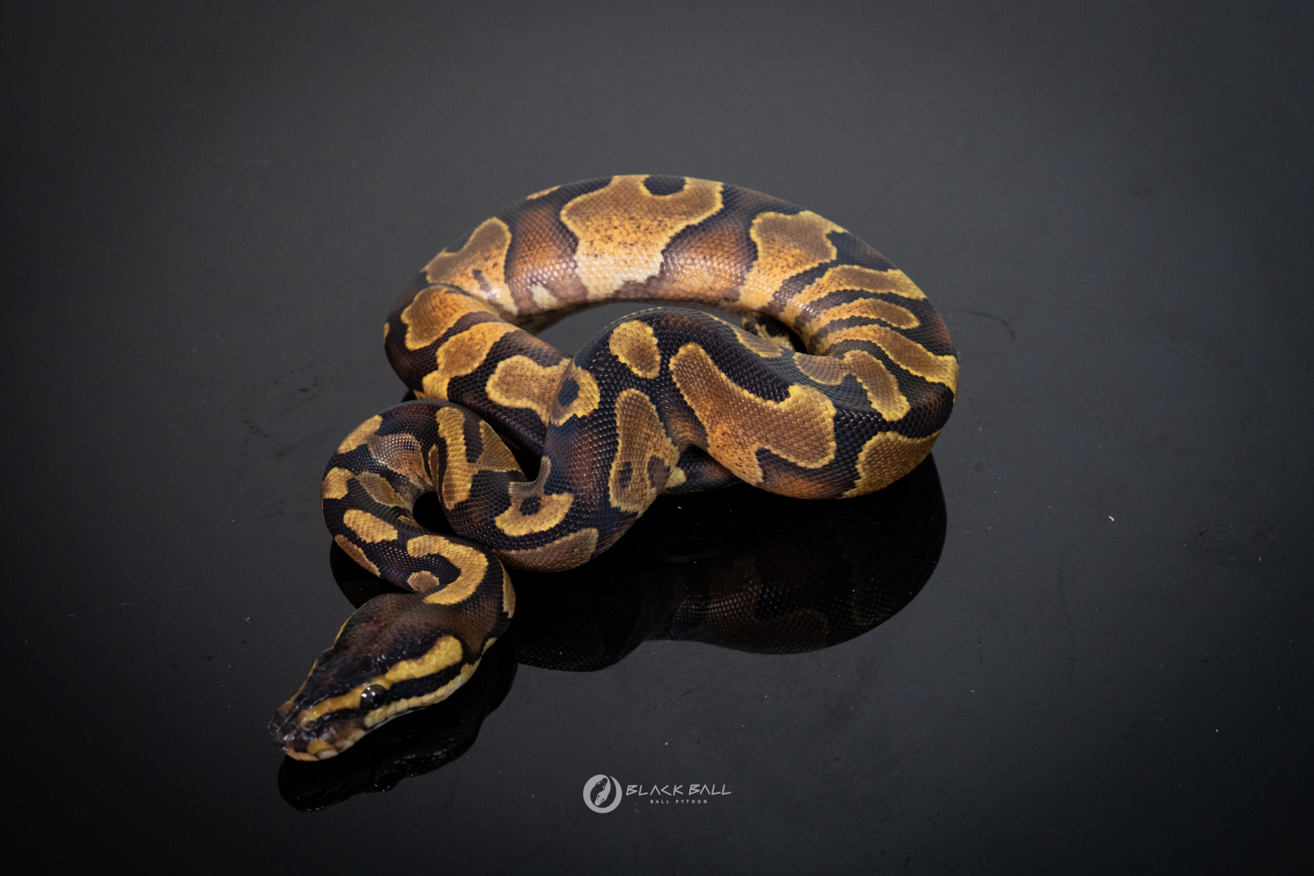 1.0 Black Head Enchi YB