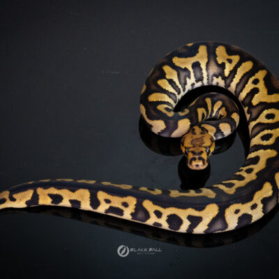 0.1 Dark Knight Redstripe Clown 100% Het Ghost