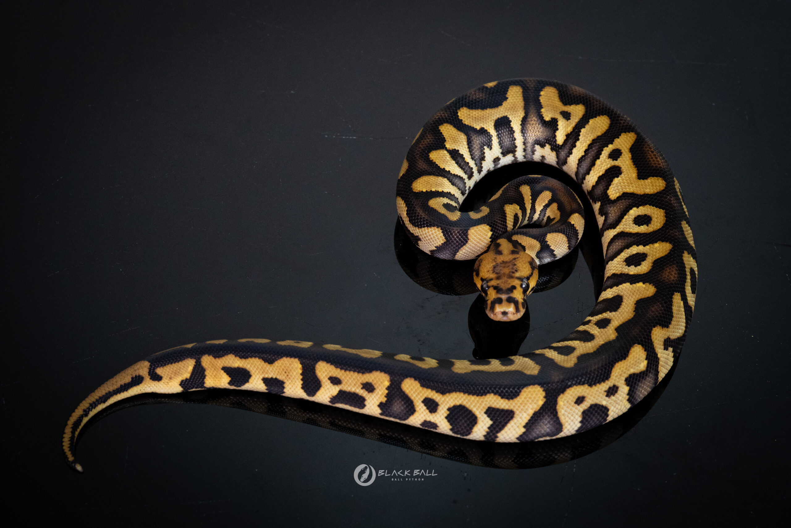 0.1 Dark Knight Redstripe Clown 100% Het Ghost
