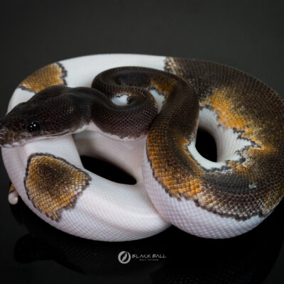 1.0 Black Head Leopard Mojave Pied