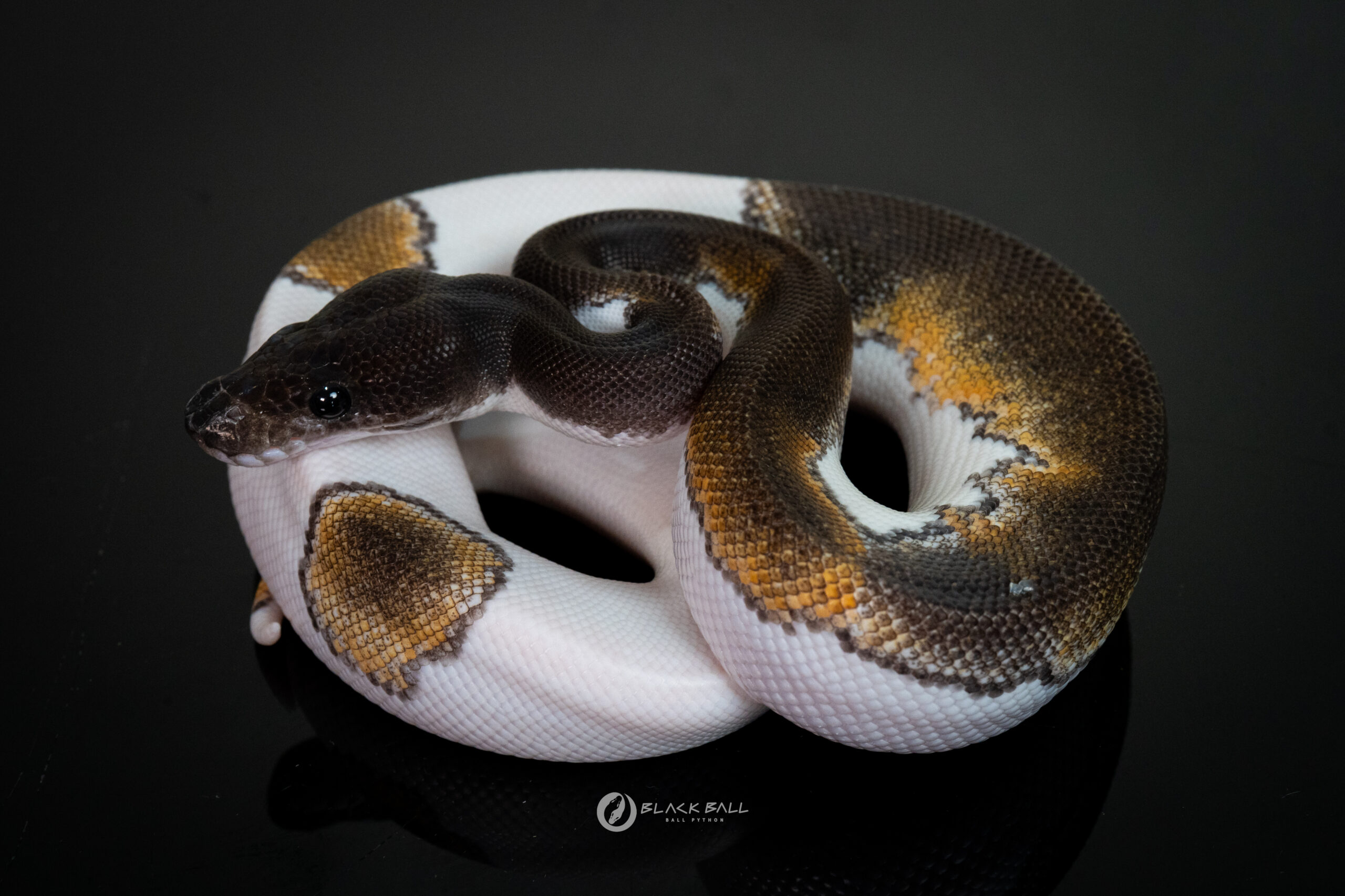 1.0 Black Head Leopard Mojave Pied