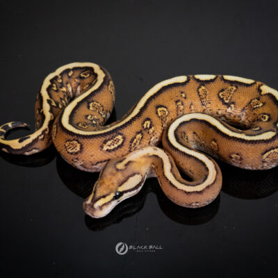 1.0 Super Redstripe Black Pastel GHI Fire Spotnose YB 100% Het Clown