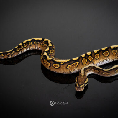 1.0 Black Pastel GHI Redstripe Spotnose YB 100% Het Clown