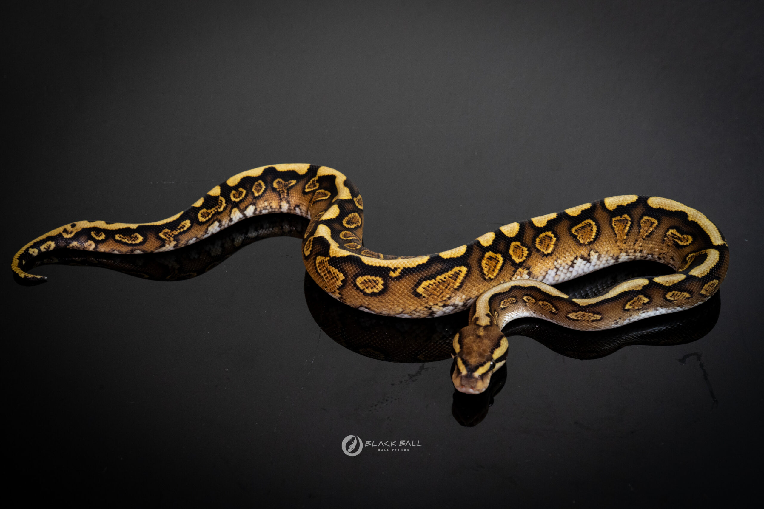 1.0 Black Pastel GHI Redstripe Spotnose YB 100% Het Clown