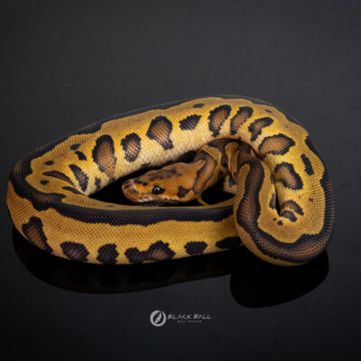 0.1 Leopard Redstripe Special Clown