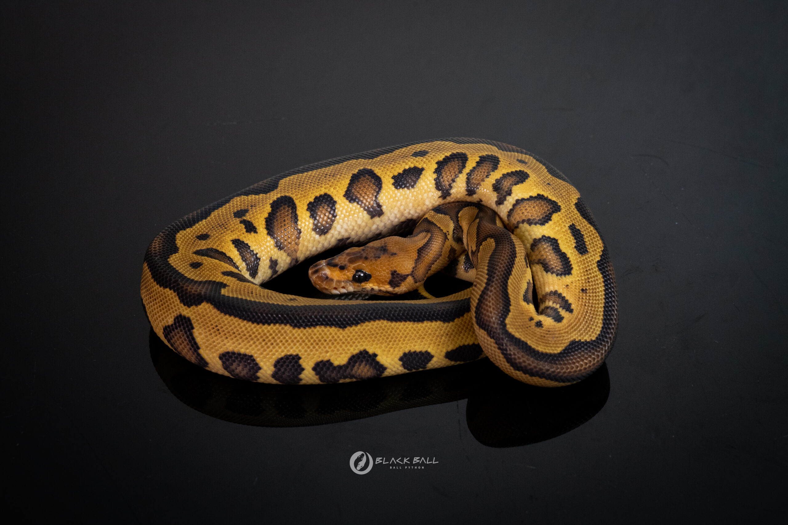 0.1 Leopard Redstripe Special Clown