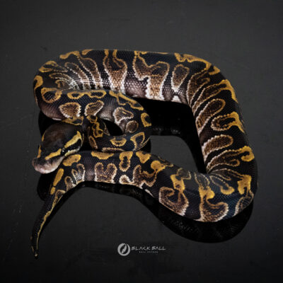 1.0 GHI Redstripe 100%Het Clown