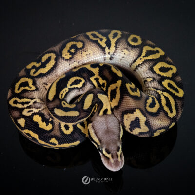 0.1 Redstripe Phantom Pastel 100%Het Clown