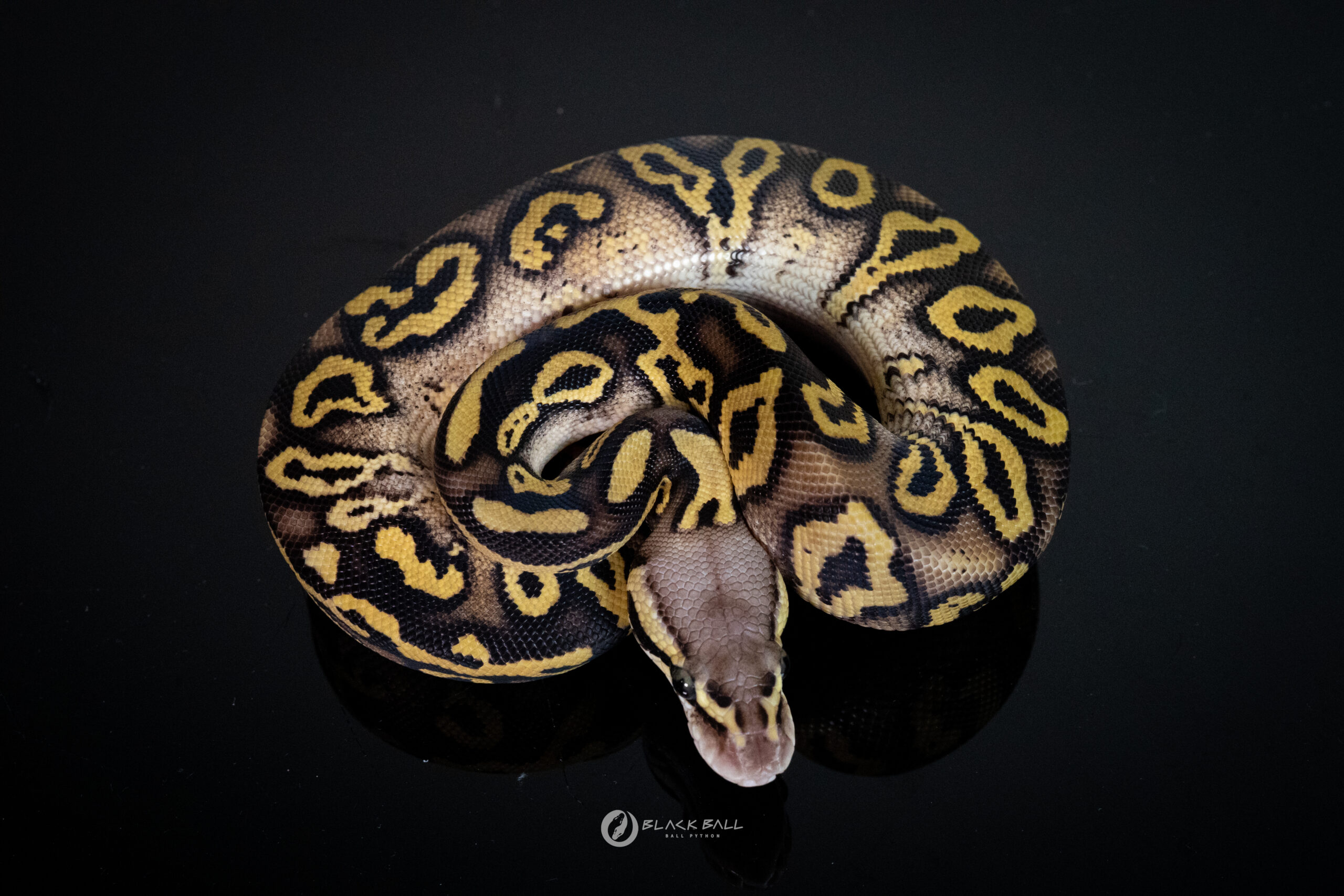 0.1 Redstripe Phantom Pastel 100%Het Clown