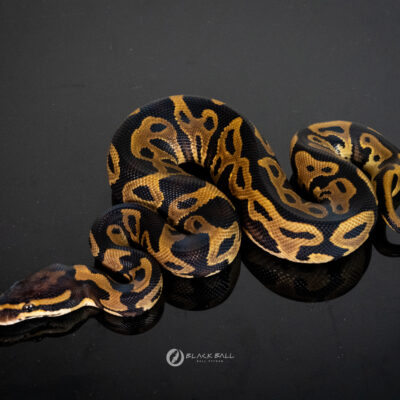 1.0 Leopard 100%Het Clown