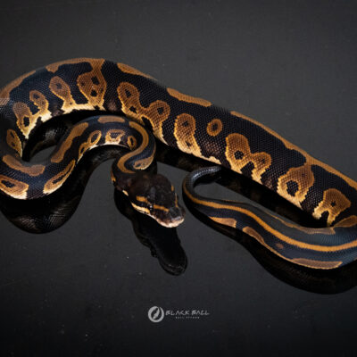 0.1 Black Head Leopard Redstripe