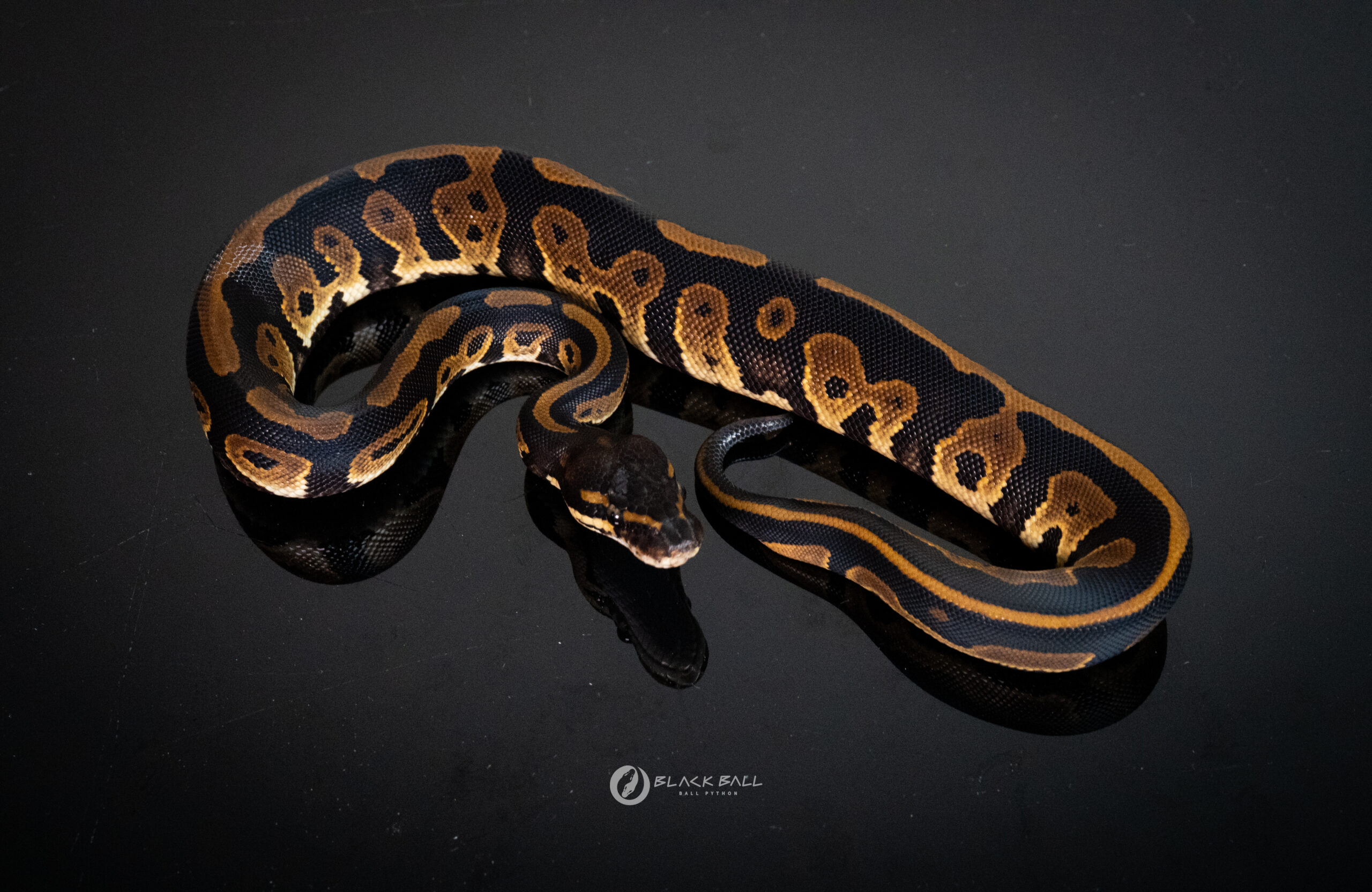 0.1 Black Head Leopard Redstripe