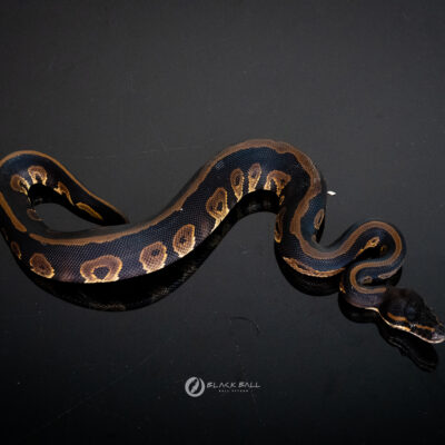 1.0 Black Head Leopard Redstripe