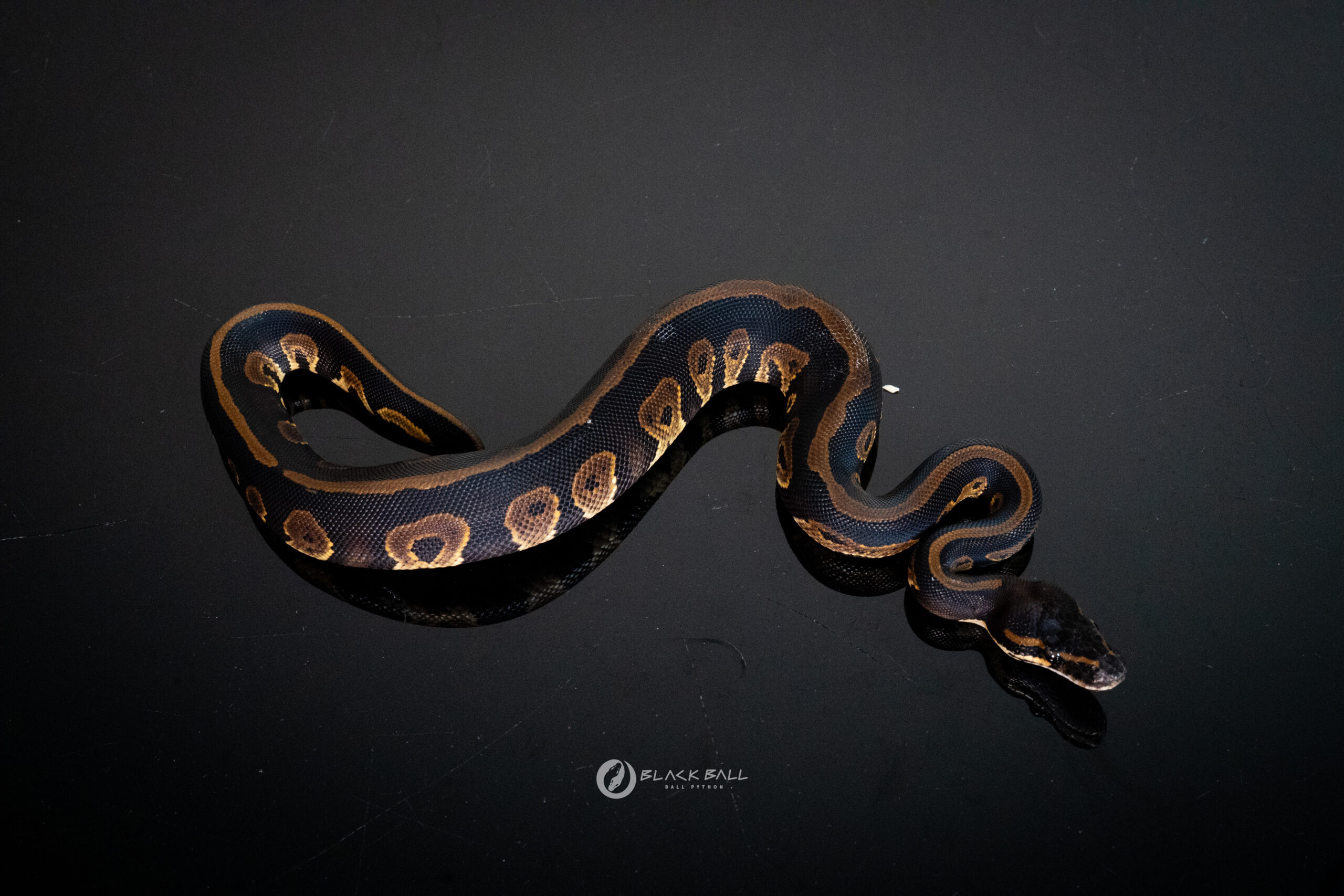 1.0 Black Head Leopard Redstripe