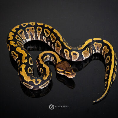 0.1 Cypress YB 100%Het Clown