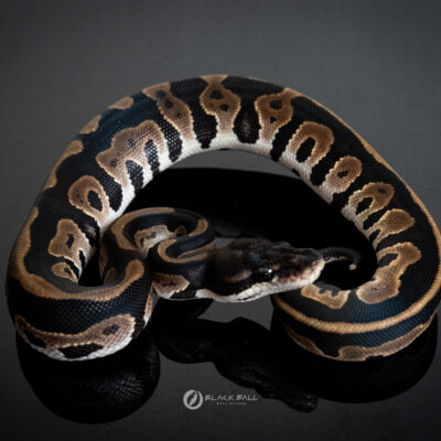 0.1 Black Head Chocolate Redstripe