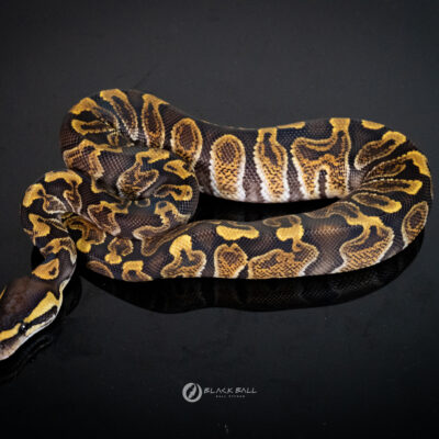 1.0 GHI Redstrip Special 100%Het Clown