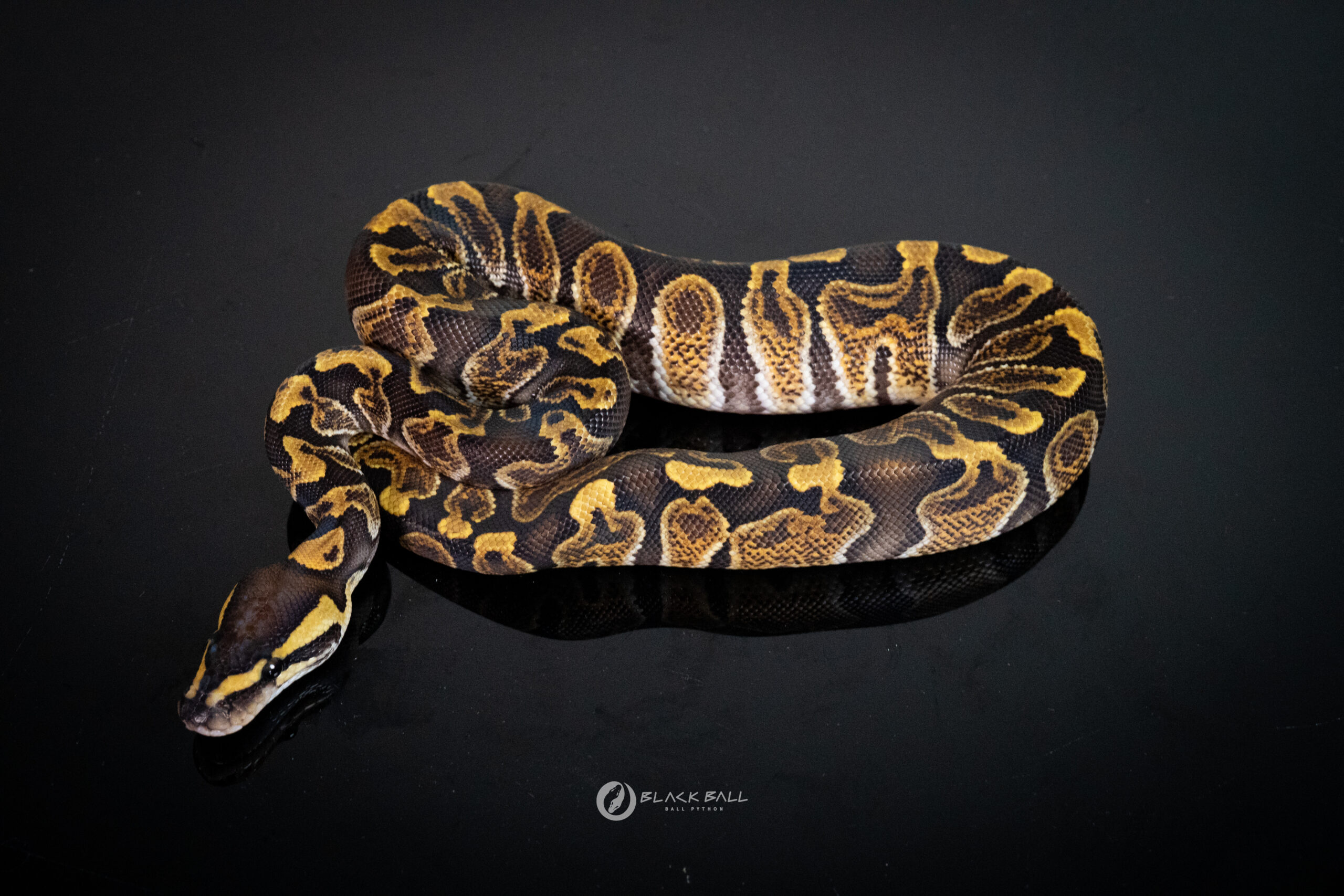 1.0 GHI Redstrip Special 100%Het Clown