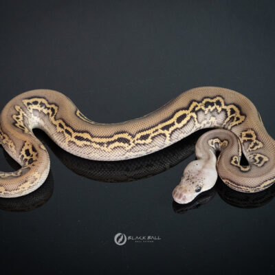 1.0 Black Head Redstripe Leopard Phantom Pastel Clown