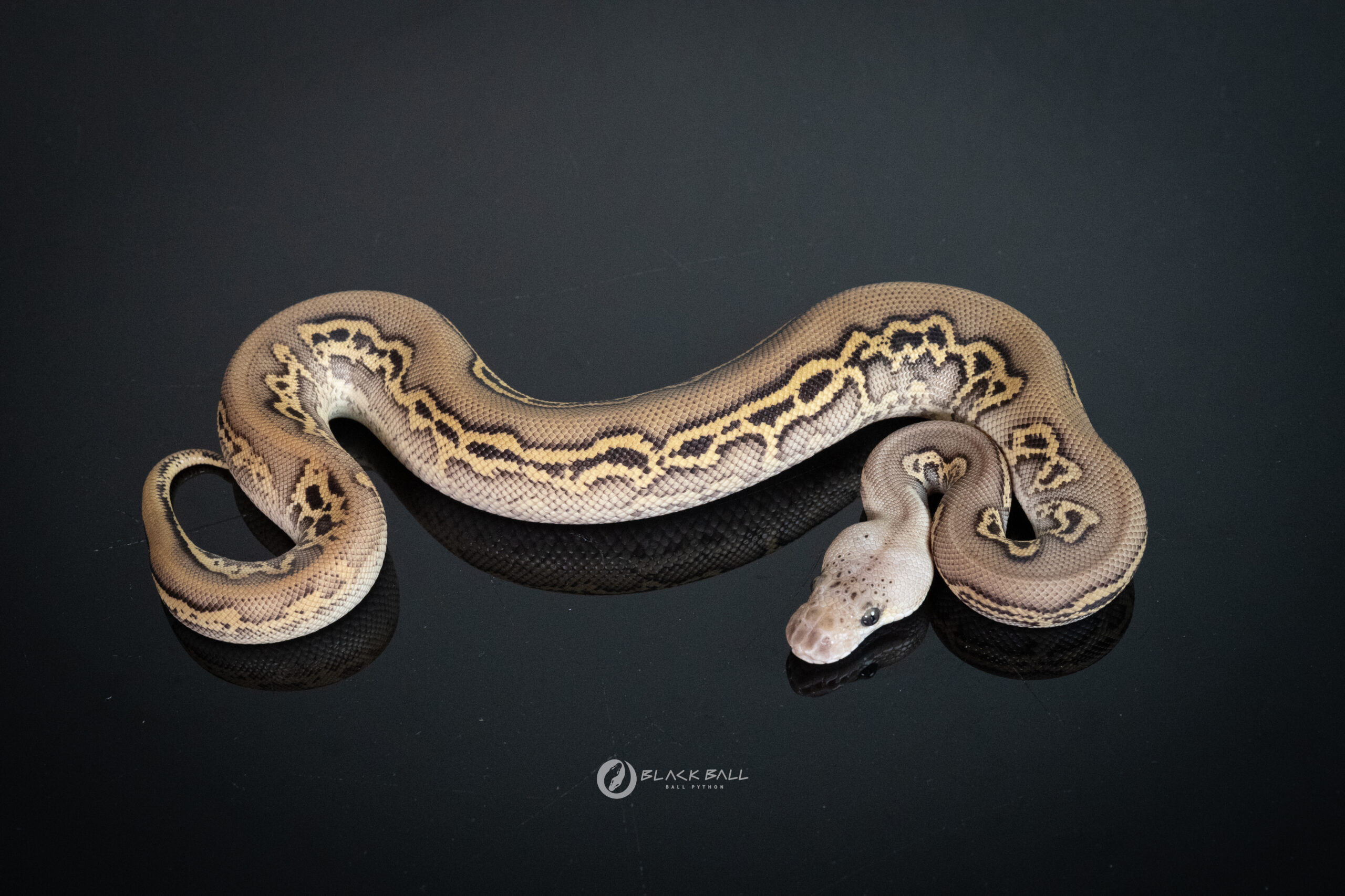 1.0 Black Head Redstripe Leopard Phantom Pastel Clown