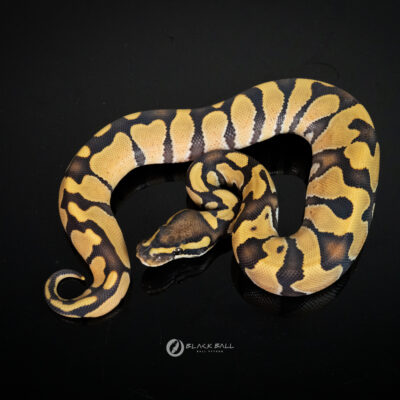 1.0 Enchi Special DG