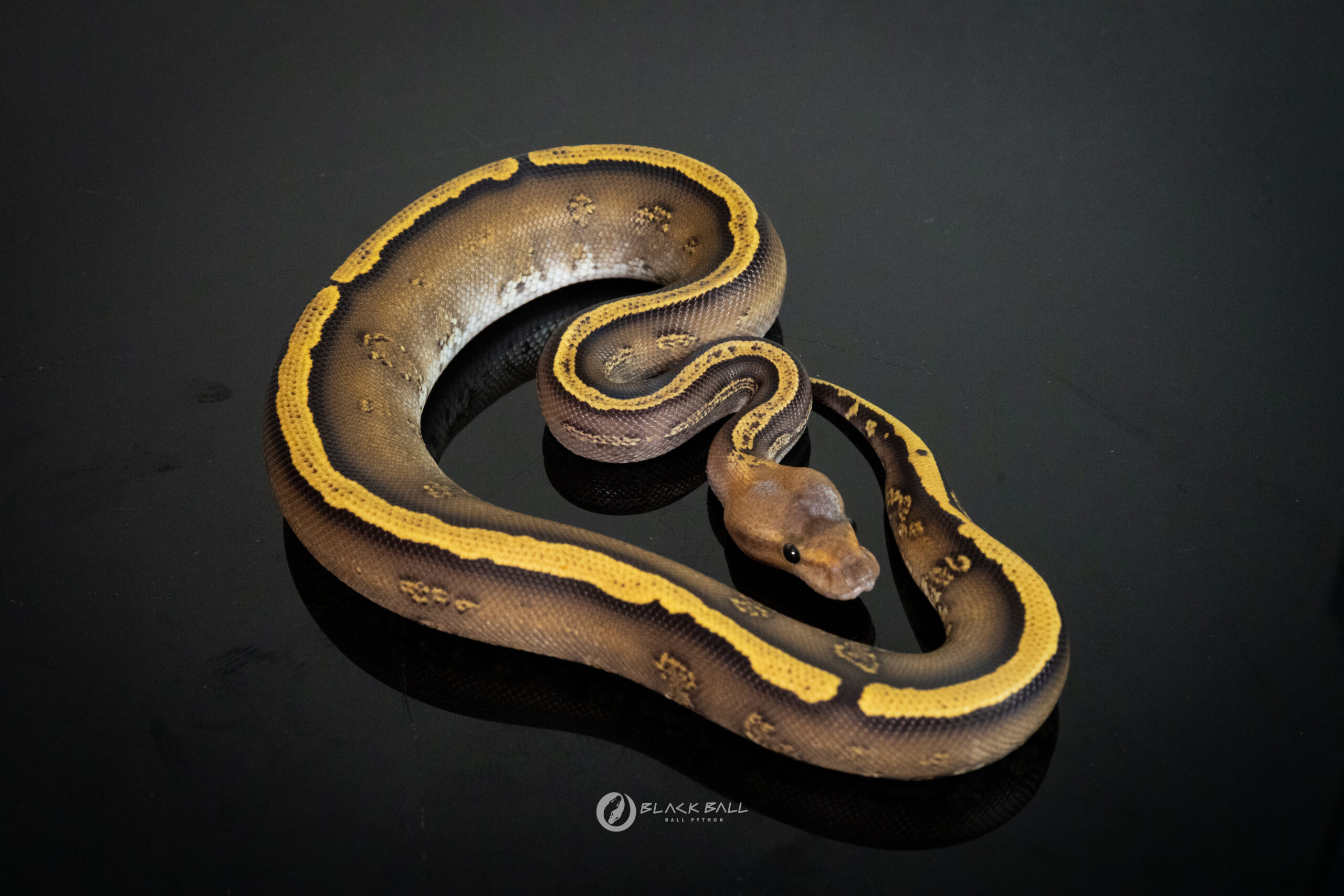 1.0 GHI Mahogany Redstrip Special Fire 100%Het Clown