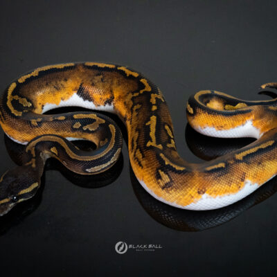 1.0 Black Head Redstripe Pied 100%Het Ghost