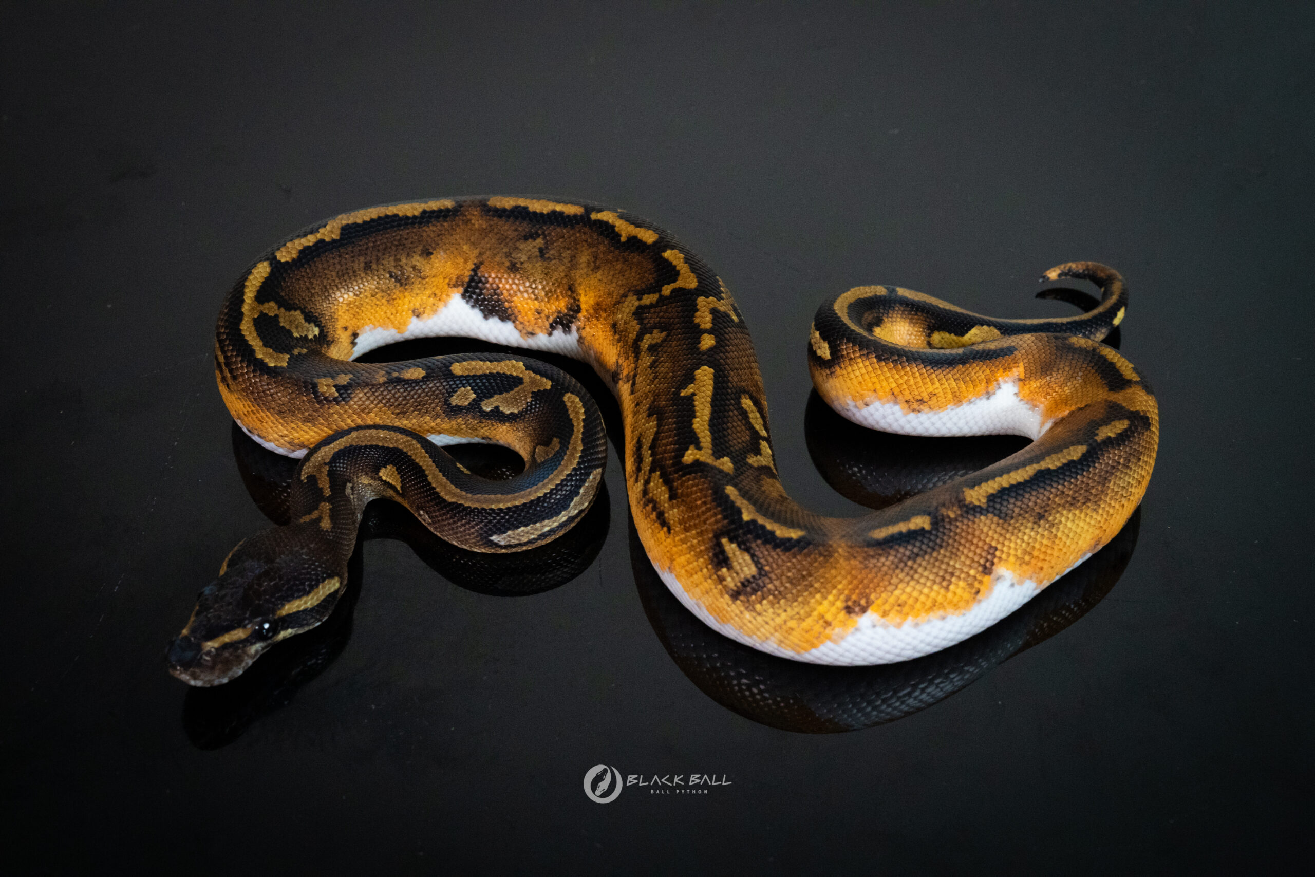 1.0 Black Head Redstripe Pied 100%Het Ghost