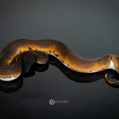 0.1 Super Black Head Pied