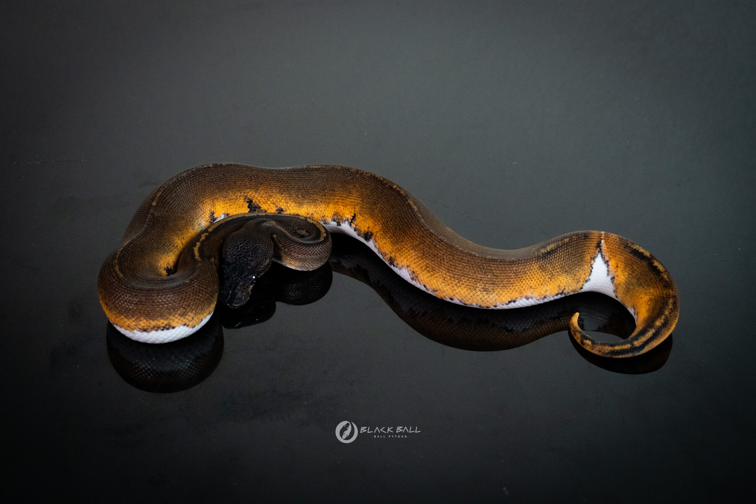 0.1 Super Black Head Pied