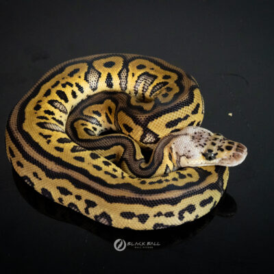 1.0 Redstripe Leopard Phantom Pastel Clown