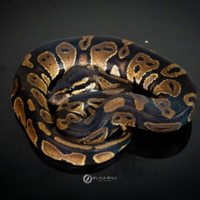 0.1 Black Head Redstripe 100%Het Clown