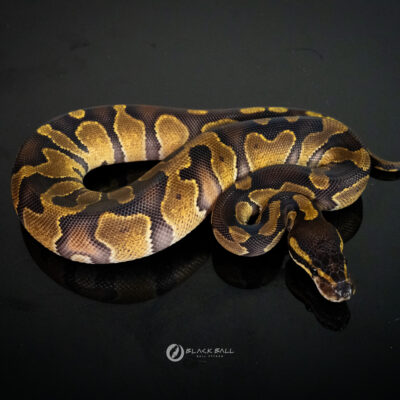 0.1 Black Head Enchi Redstripe 100%Het DG