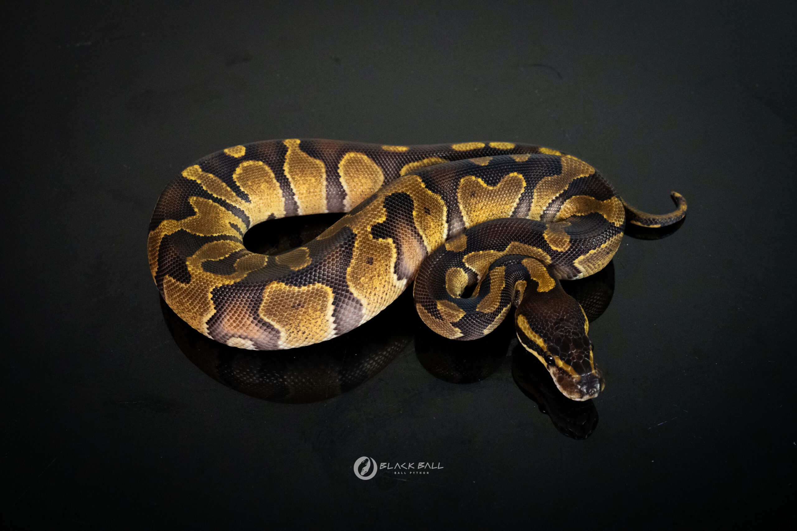 0.1 Black Head Enchi Redstripe 100%Het DG