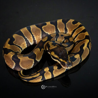 0.1 Enchi 100% Het DG