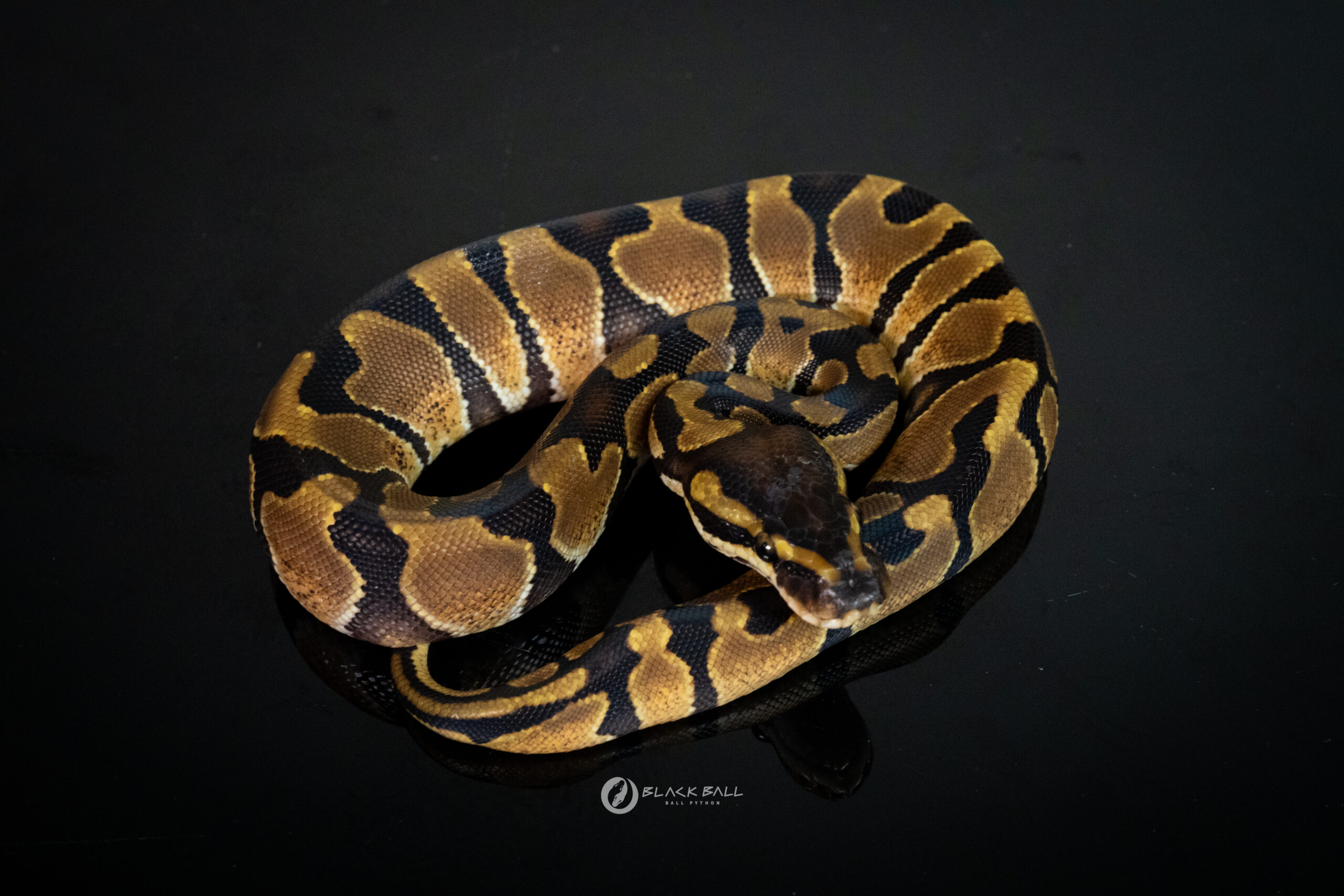 0.1 Enchi 100% Het DG
