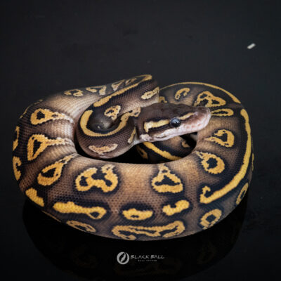 1.0 Black Head Redstripe Phantom Pastel 100%Het Clown