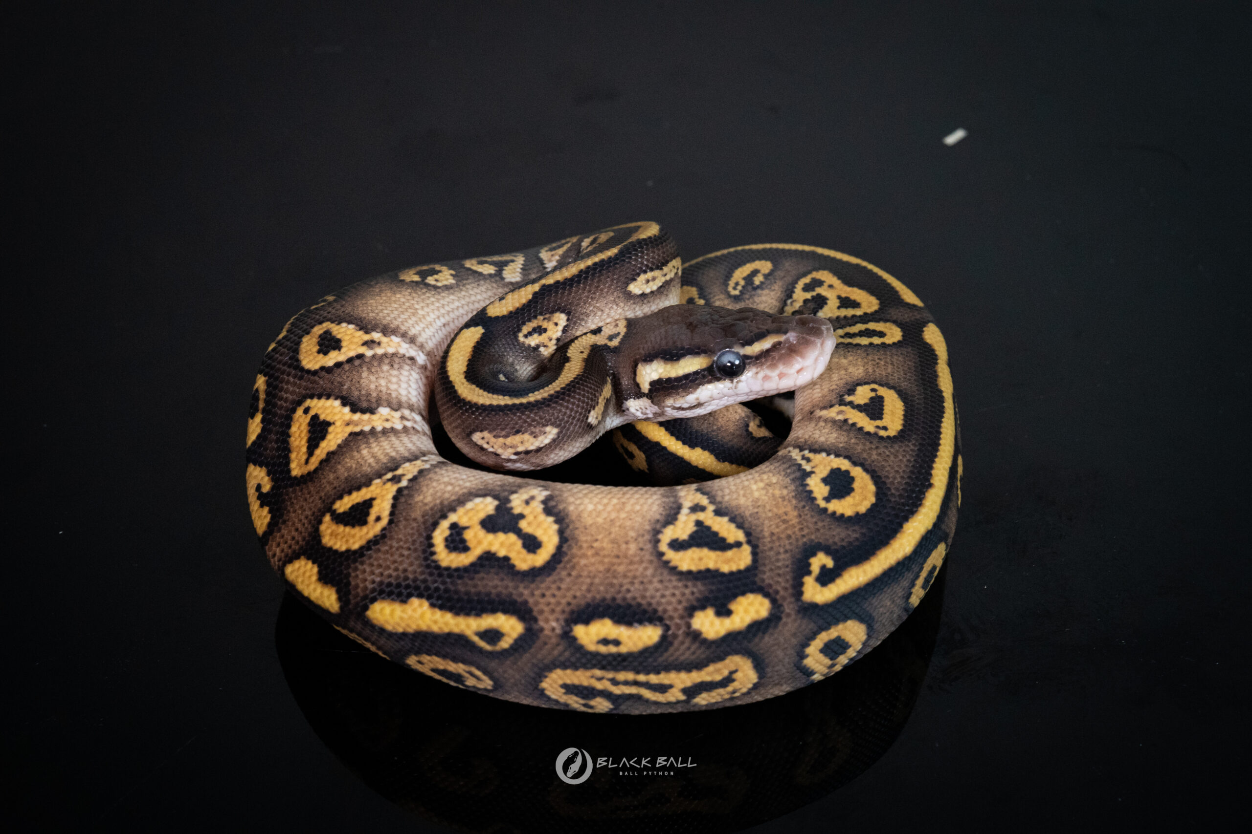 1.0 Black Head Redstripe Phantom Pastel 100%Het Clown