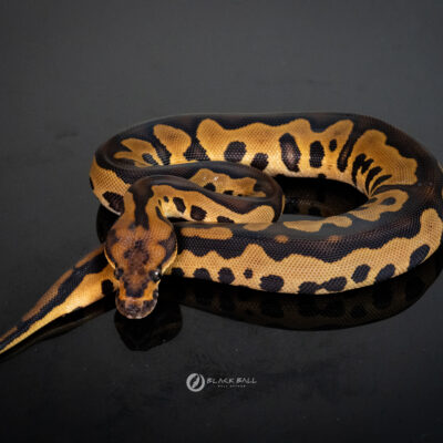 0.1 Chocolate Redstripe Leopard YB Clown