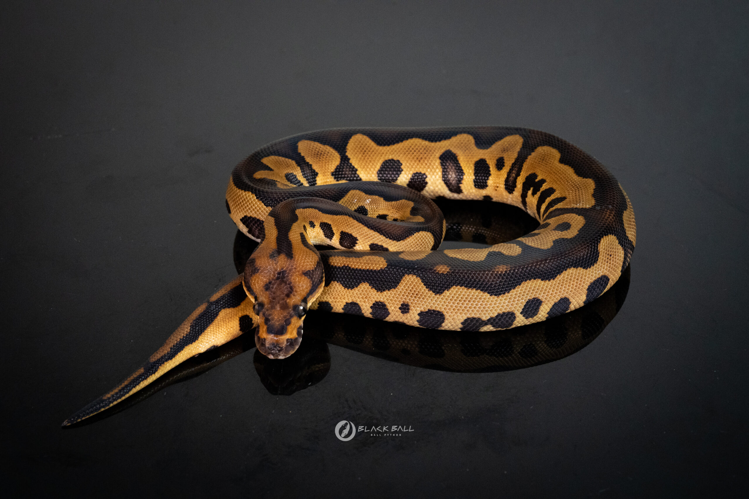 0.1 Chocolate Redstripe Leopard YB Clown
