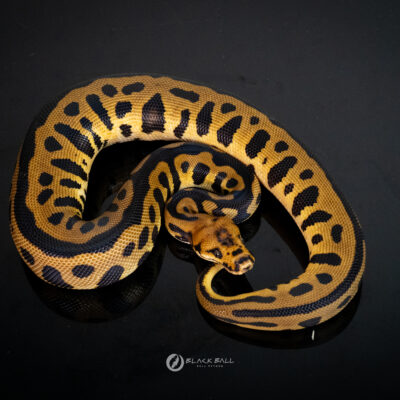 1.0 Chocolate Redstripe Leopard Spotnose YB Clown  [ Wolverine ]