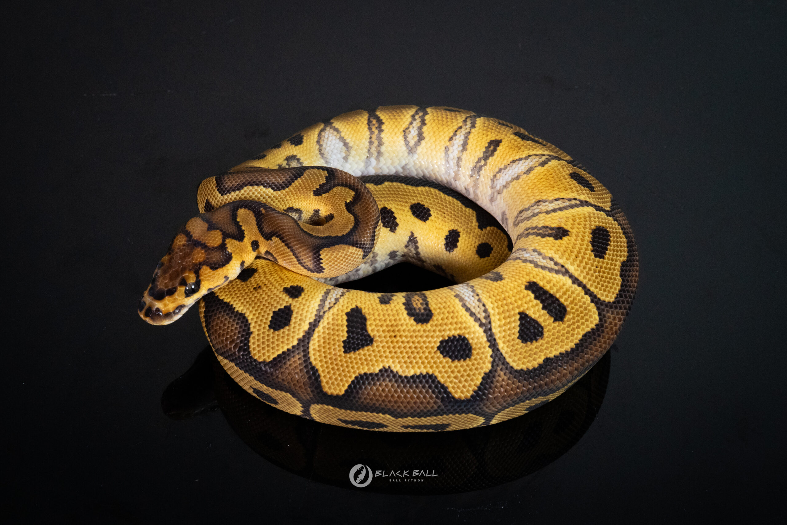 0.1 Redstripe Special Clown 100%Het Ghost
