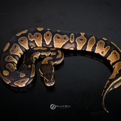 0.1 Black Head Redstripe 100% Het Clown