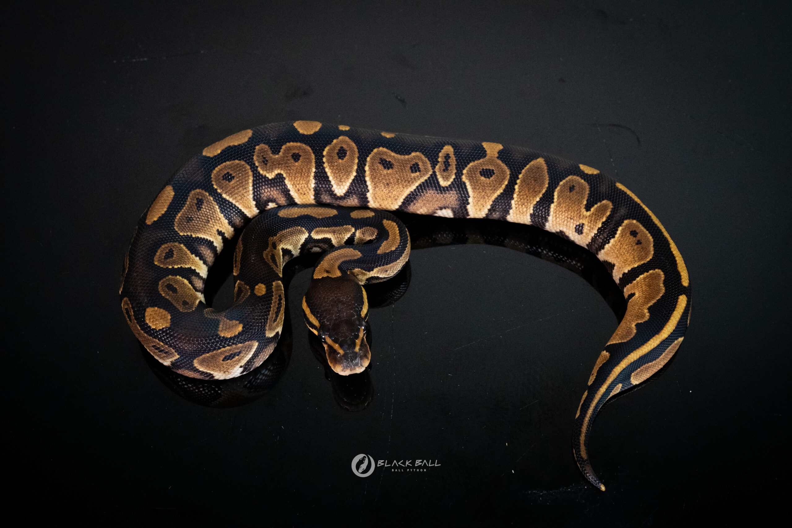 0.1 Black Head Redstripe 100% Het Clown