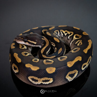 1.0 Black Head Phantom 100% Het Clown