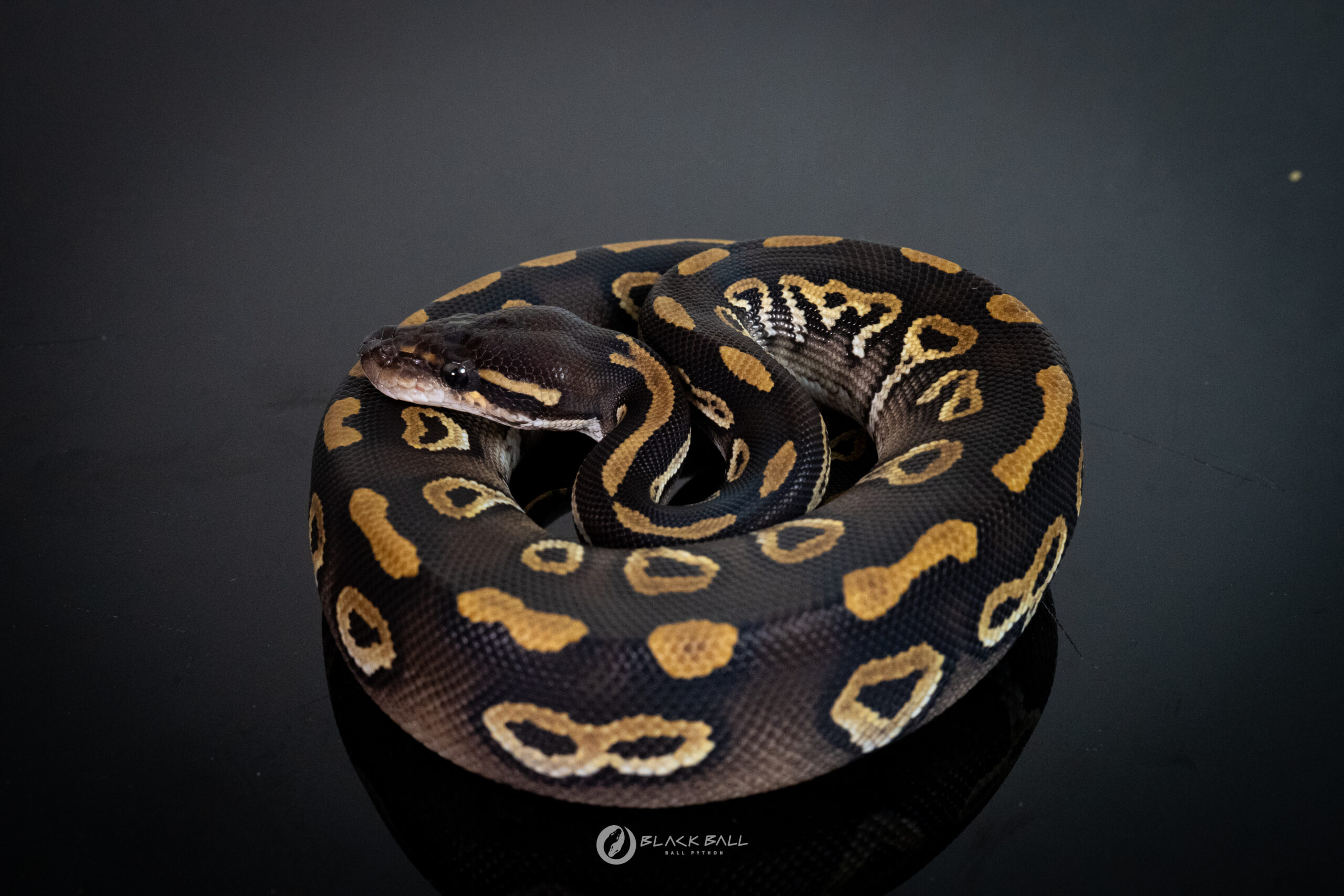 1.0 Black Head Phantom 100% Het Clown