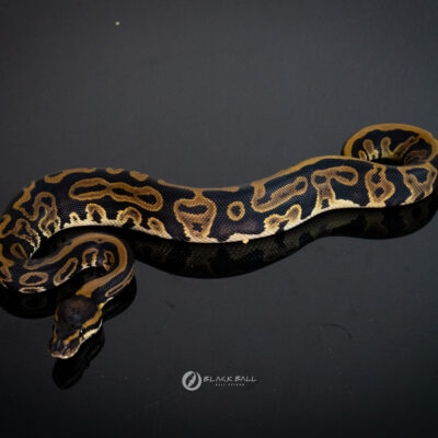 0.1 Pixel Redstripe Leopard