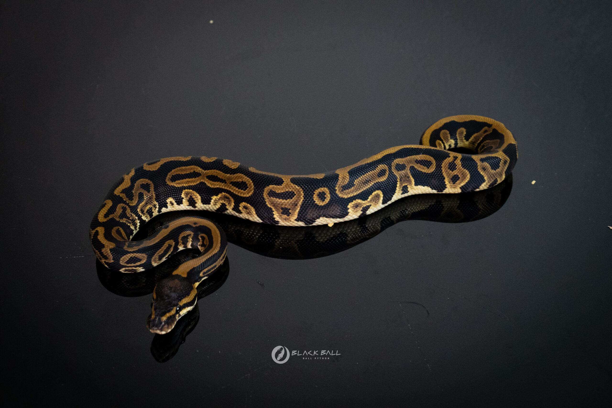0.1 Pixel Redstripe Leopard