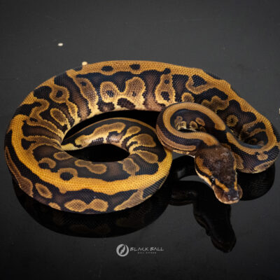 Pixel Redstripe Leopard YB