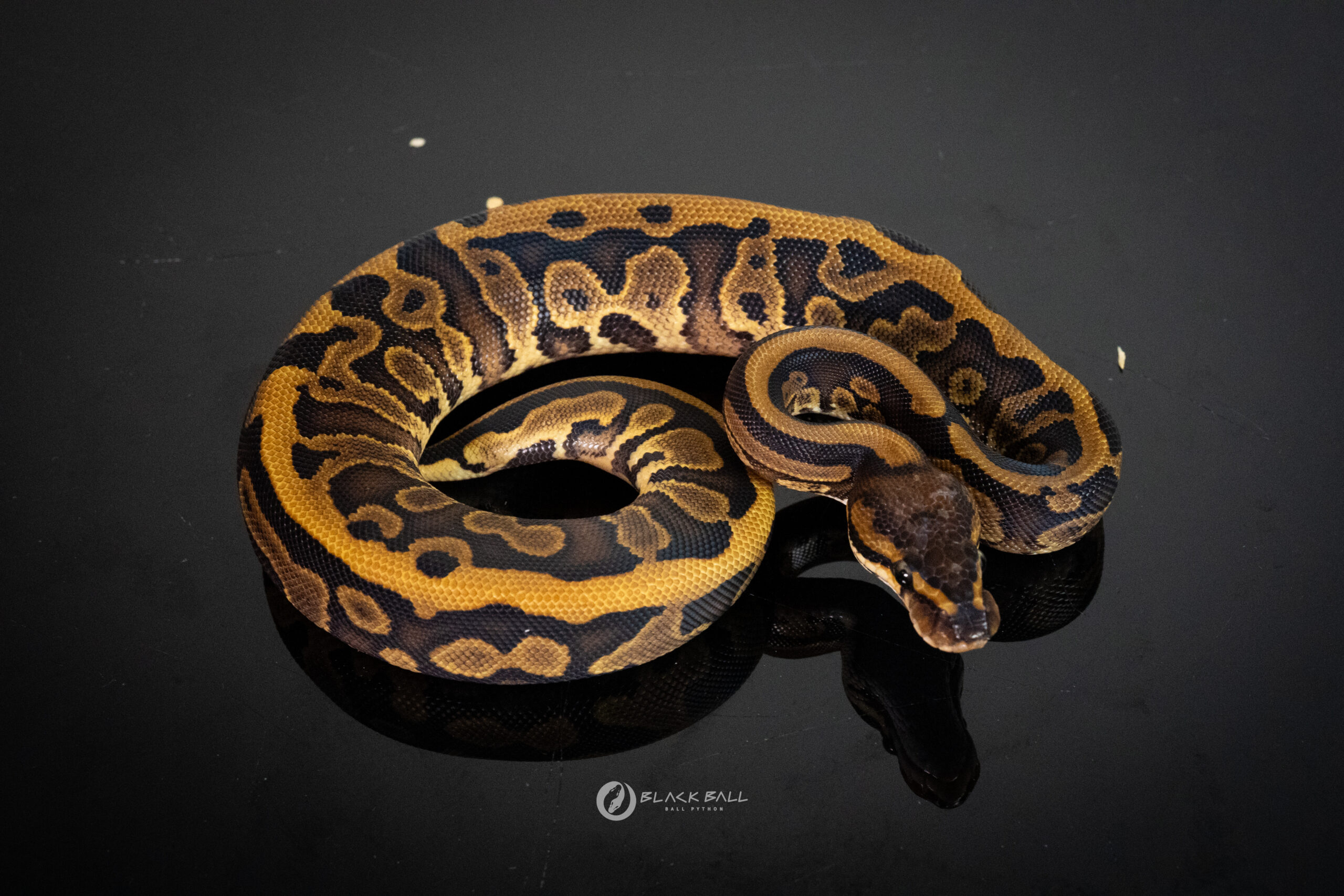 Pixel Redstripe Leopard YB